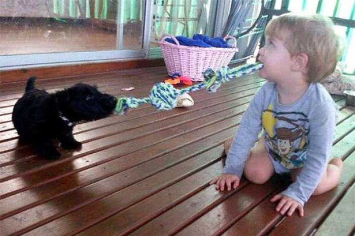 Two Puppies Play Tug-O-War