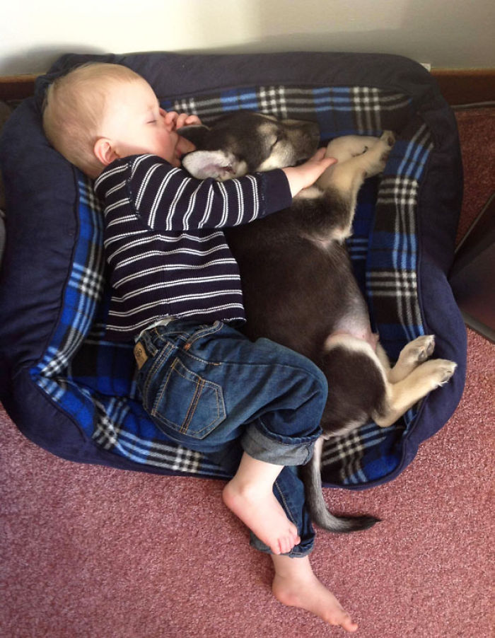Napping In The Dog Bed