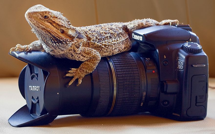 Lizard Feels Comfortable On Camera