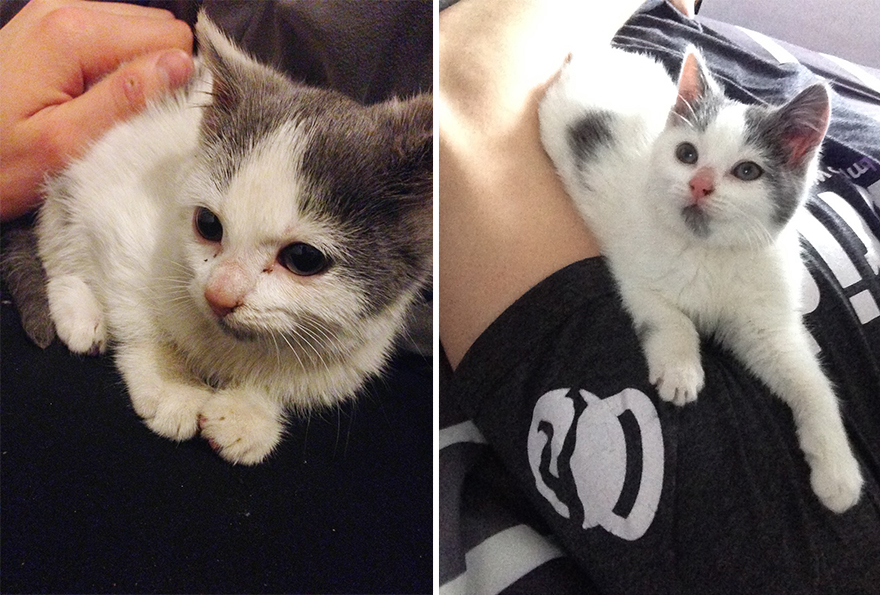 16 Fotos de mascotas un día antes y después de ser adoptadas