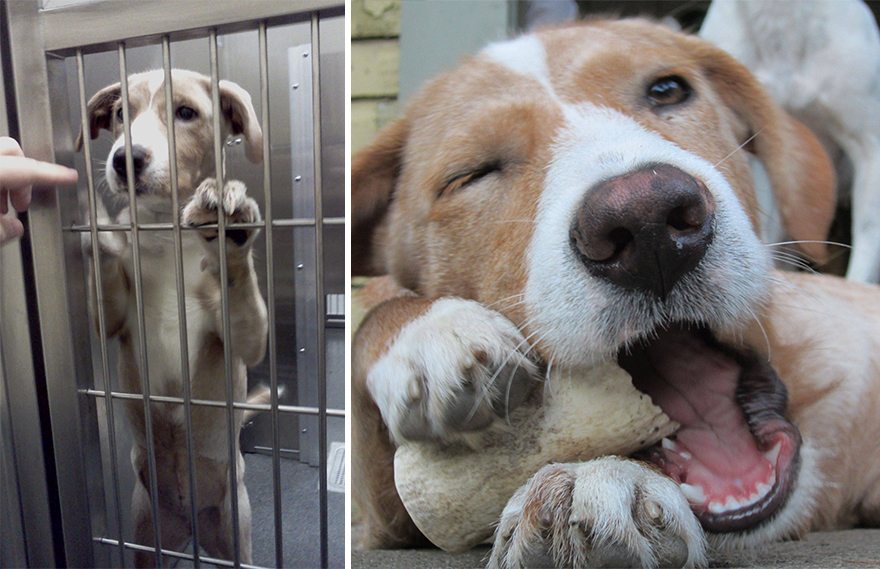 16 Fotos de mascotas un día antes y después de ser adoptadas