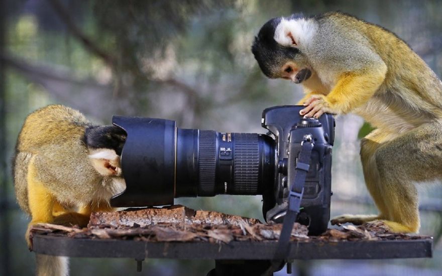 Monkeys Checking Camera