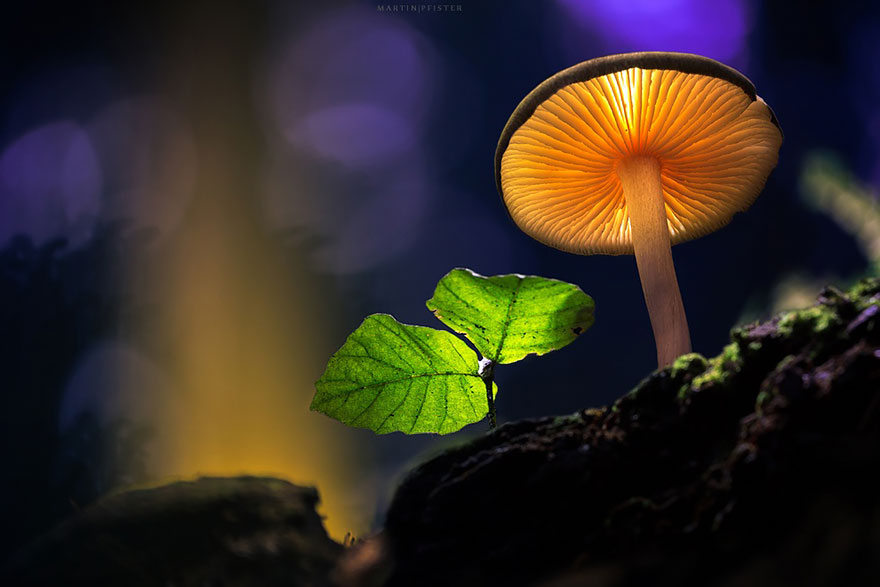 Glowing Mushrooms Come To Life In A Fairytale World By Martin Pfister