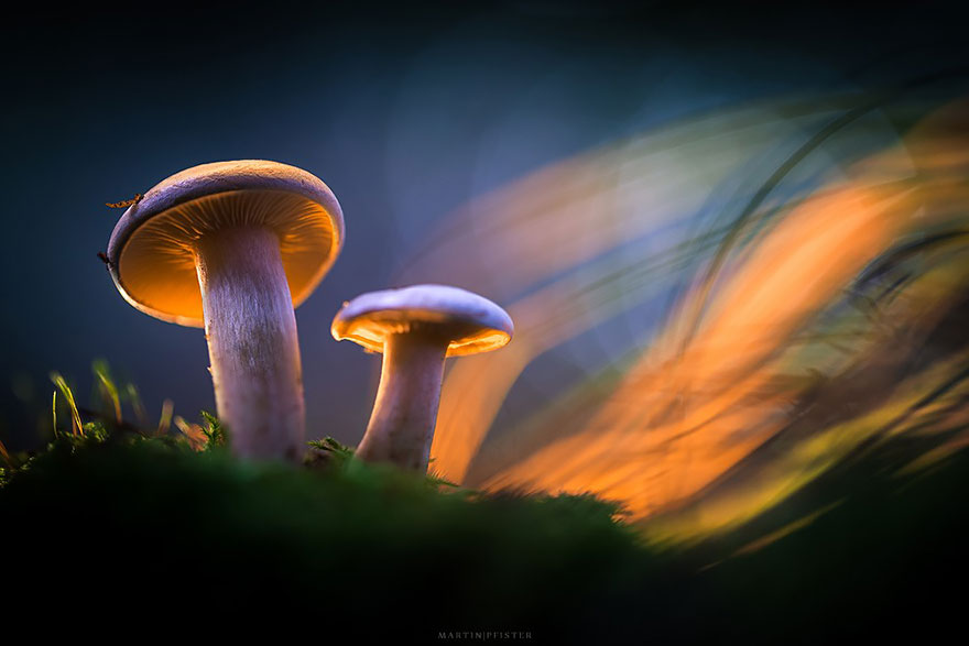 Glowing Mushrooms Come To Life In A Fairytale World By Martin Pfister