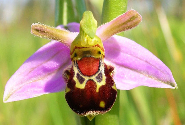 Laughing Bumble Bee Orchid (Ophrys Bomybliflora)