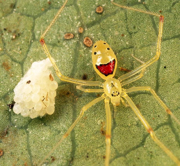 Theridion Grallator, Also Known As The Happy Face Spider
