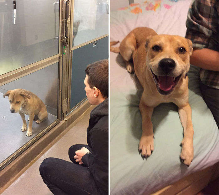 50 Before & After Pics Show The Difference A Day Of Adoption Can Make To A Shelter Pet