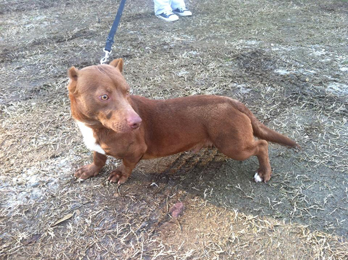 This Pitbull-Dachshund Is The Weirdest Crossbreed We've Ever Seen