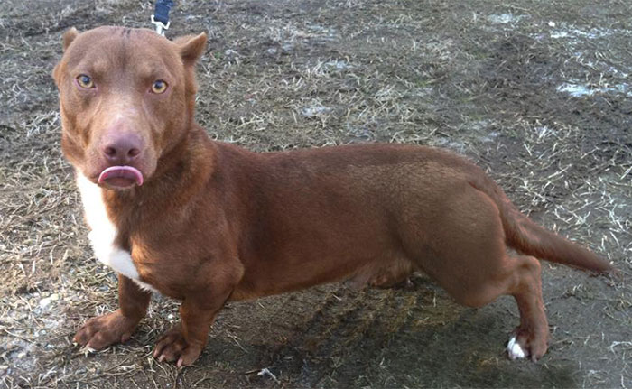 This Pitbull-Dachshund Is The Weirdest Crossbreed We've Ever Seen