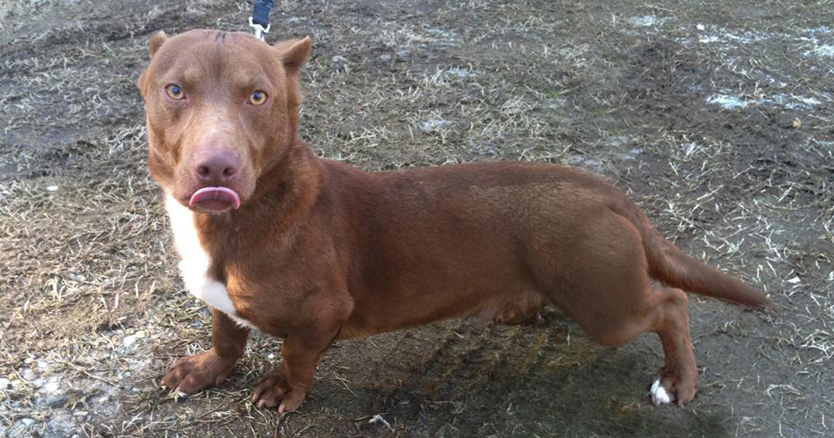 This Pitbull-Dachshund Is The Weirdest Crossbreed We've Ever | Bored Panda
