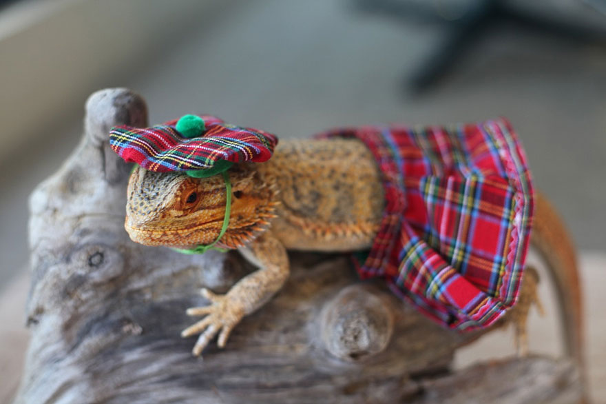 Meet Pringle: The Cute Bearded Dragon That Never Gets Bored