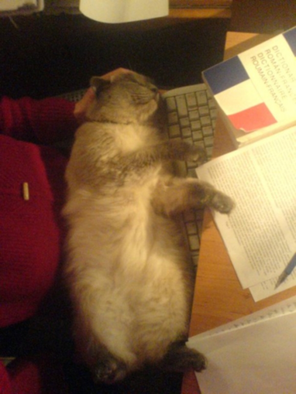 Why Study When You Can Sleep?? Move Oover, Keyboard!