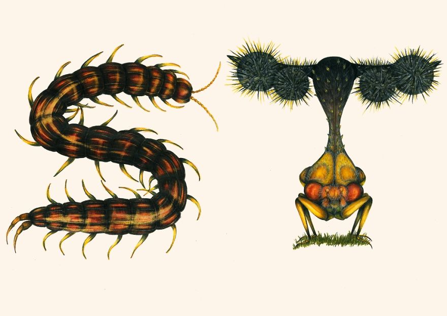This Insect Alphabet Took Me 2 Years To Complete