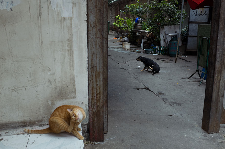 Self-Taught Chinese Street Photographer Takes China By Storm With His Perfectly Timed Photos
