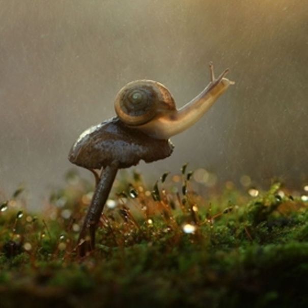 Photographer Vadim Trunov’s Journey Through The Secret Life Of Snails