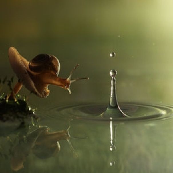 Photographer Vadim Trunov’s Journey Through The Secret Life Of Snails