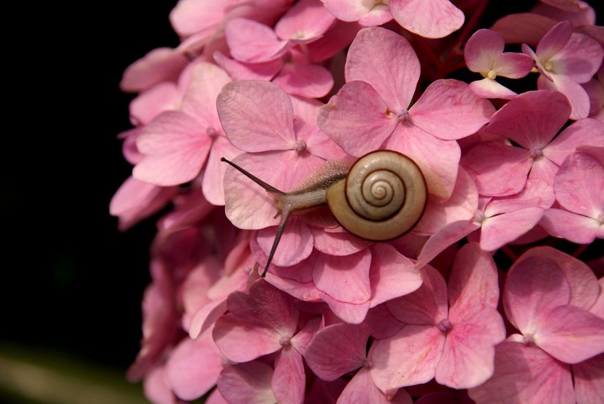 Snail And Pink Flowers