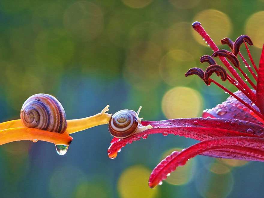 A Magical Miniature World Of Snails