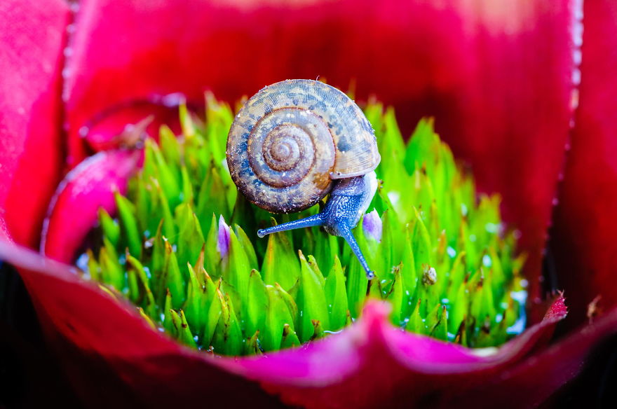 Macro Shot Of A Snail On An Colorful Exotic Plant