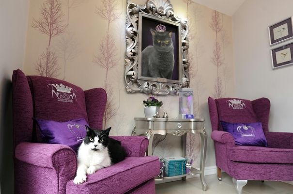 Luxury Hotel Room For Cat