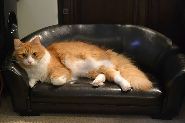 His Own Leather Couch