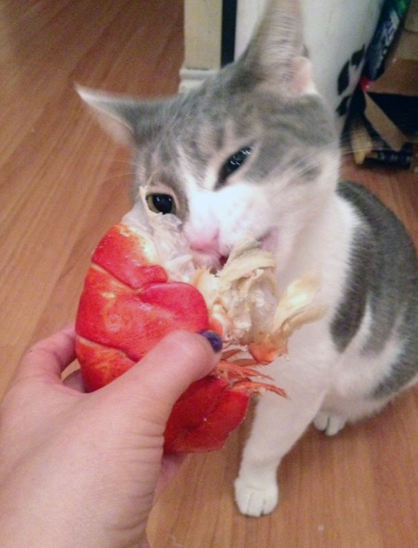 Cat Eating His Lobster