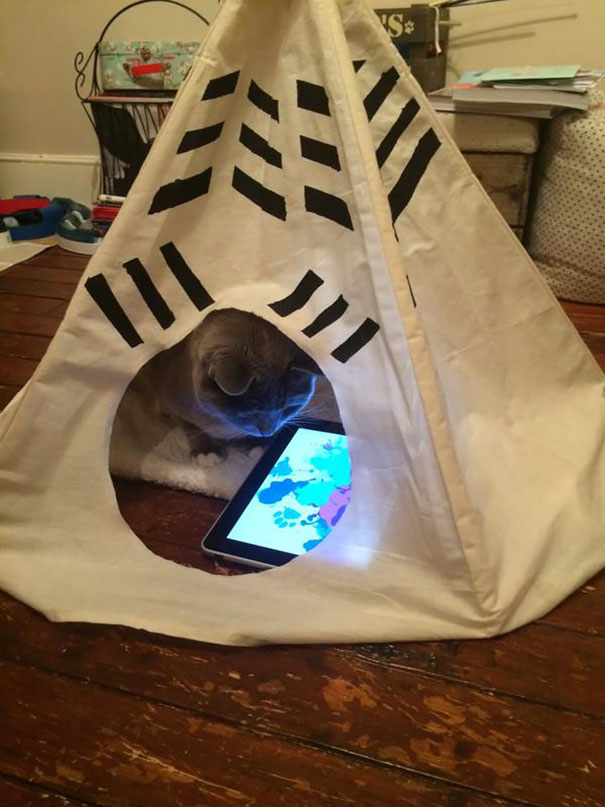 Cat Playing With His iPad