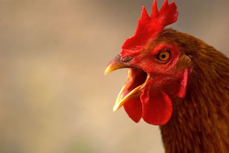 11 Reasons Chickens Do Not Like Nandos!