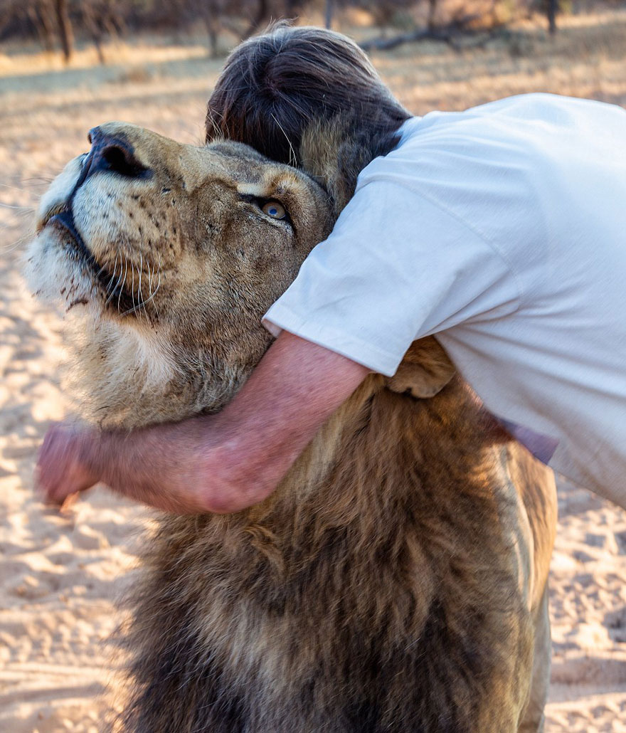 11 Years Of Friendship Between A Lion And The Human That Saved Him