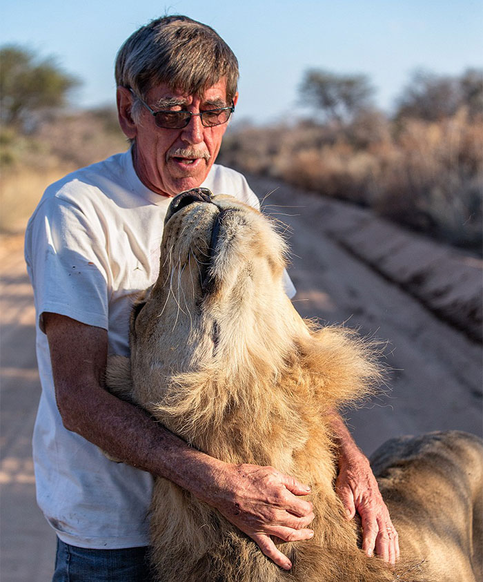 11 Years Of Friendship Between A Lion And The Human That Saved Him
