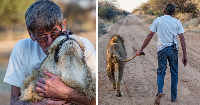 11 Years Of Friendship Between A Lion And The Human That Saved Him | Bored  Panda