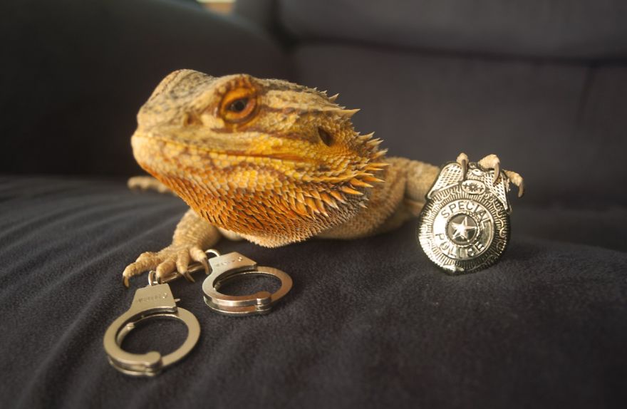 Meet Pringle: The Cute Bearded Dragon That Never Gets Bored