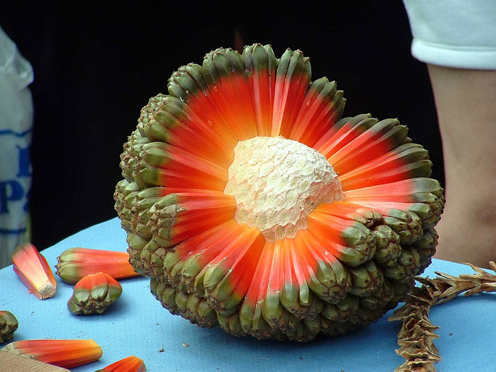 46 Of The World’s Weirdest Fruits And Vegetables