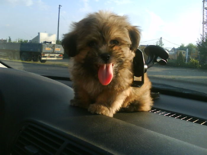 Havaneese Mix Puppy