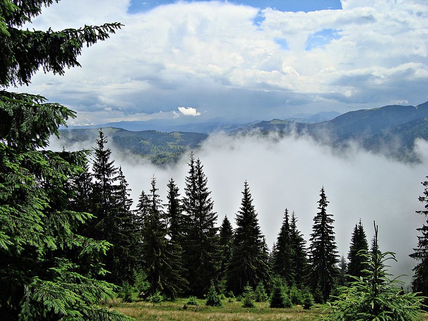 Misty Forest, Rodnei Mountains, Romania