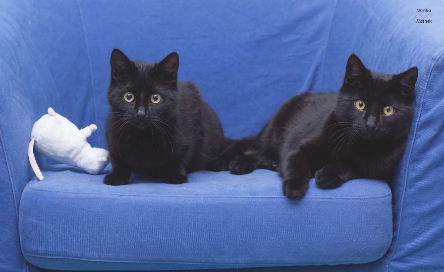 Black Cats Don't Have Anything To Do With Bad Luck