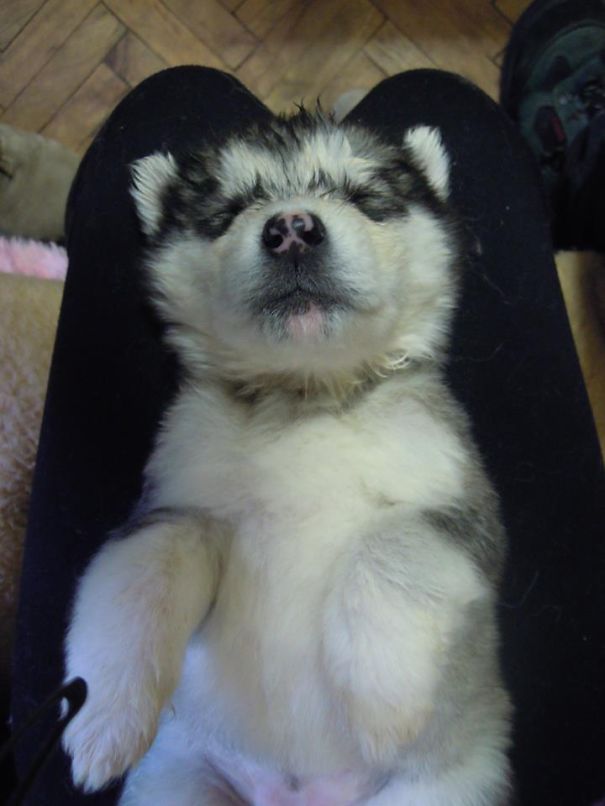 Not (yet) Chubby But Looks Like Teddy Bear :) My 4 Weeks Old Alaskan Malamute Puppy.