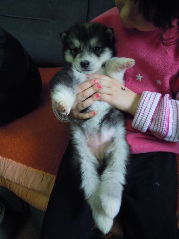 4 Weeks Old Alaskan Malamute Puppy