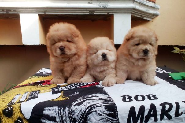 What's Better Than 1 Chow-chow? 3 Chow-chow Puppies!!!