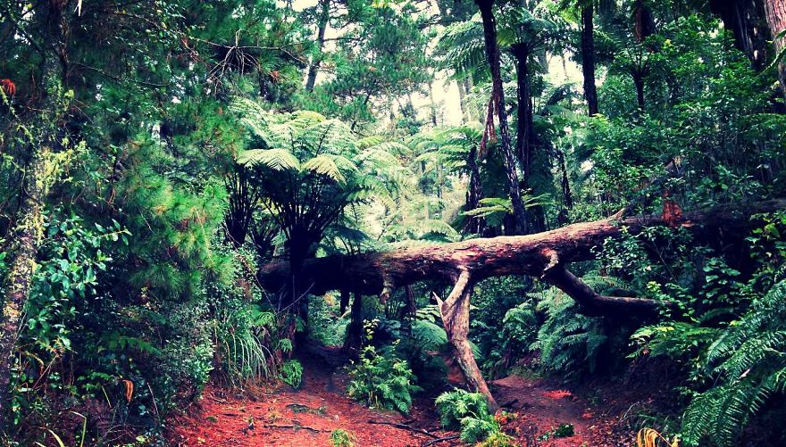 Redwood Forest Rotorua Nzl