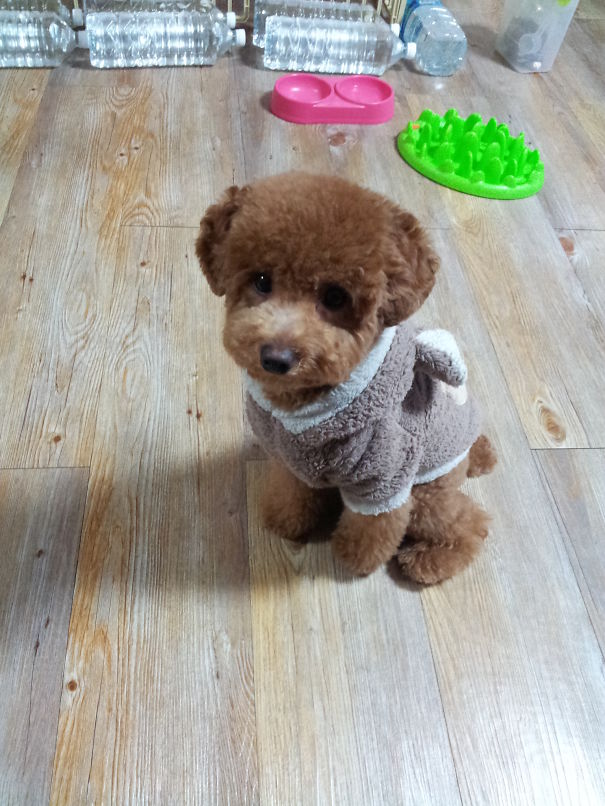 Poodle In A Teddy Bear Outfit