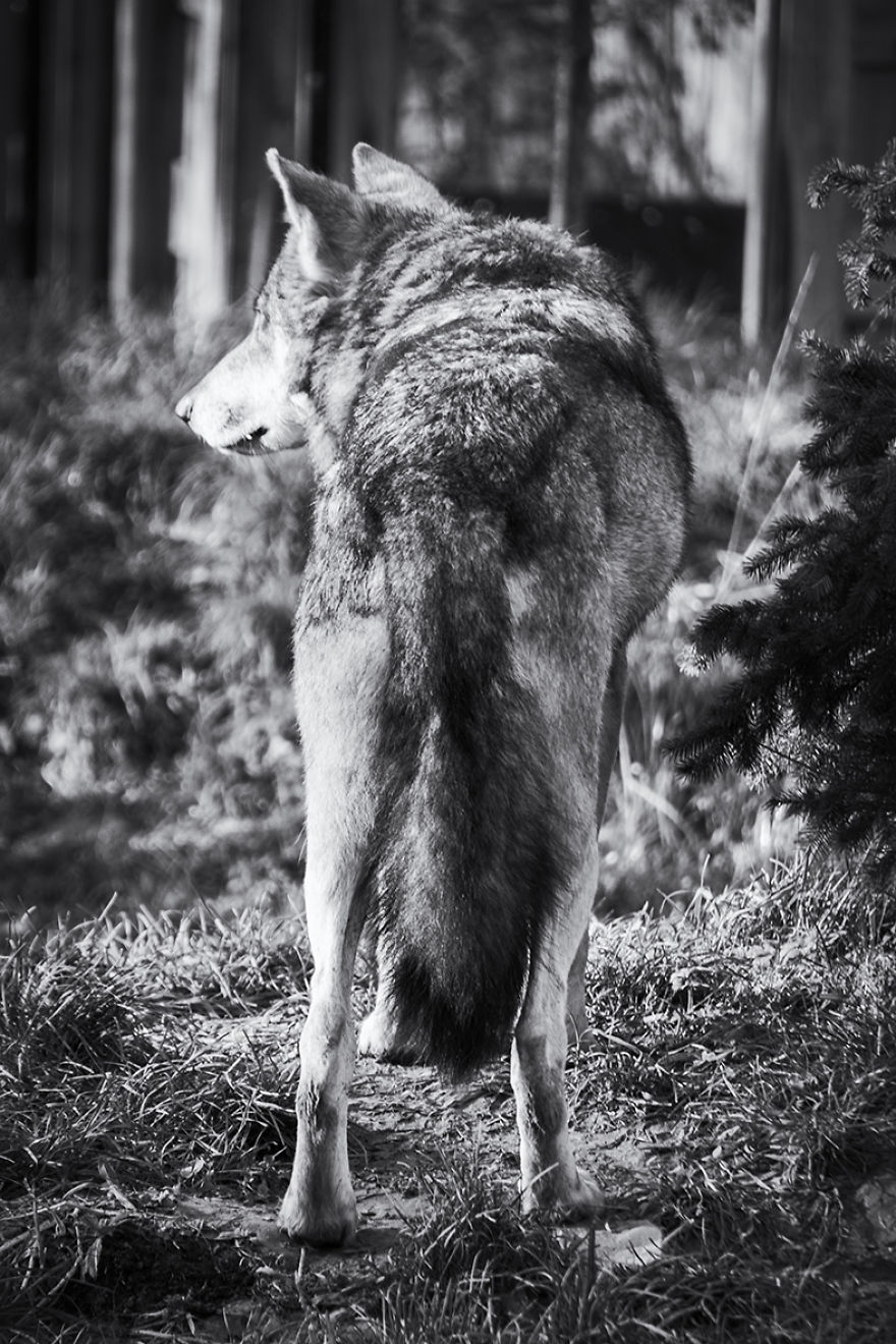 Will The Wolf Survive?