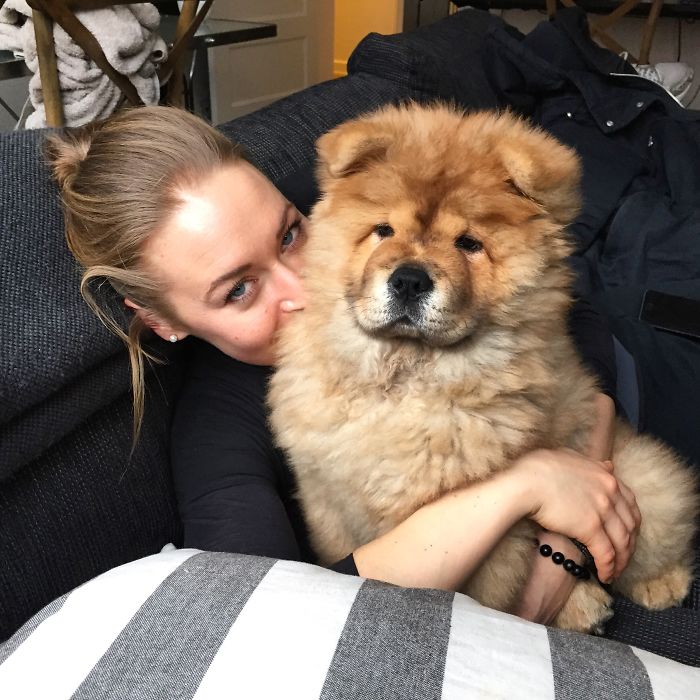 Koko - Chow Chow Puppy.