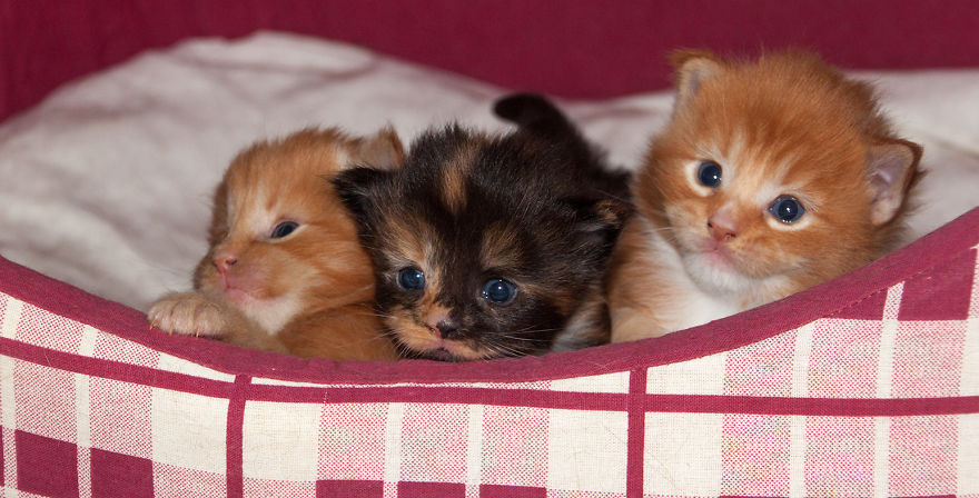 Maine Coon Kittens 3 Weeks Old...