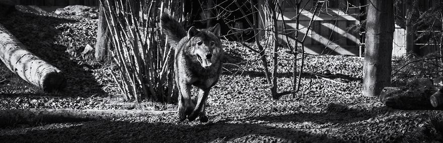 Will The Wolf Survive?