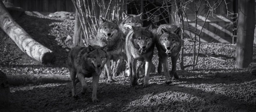 Will The Wolf Survive?