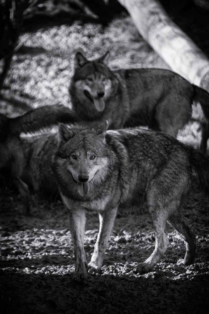 Will The Wolf Survive?