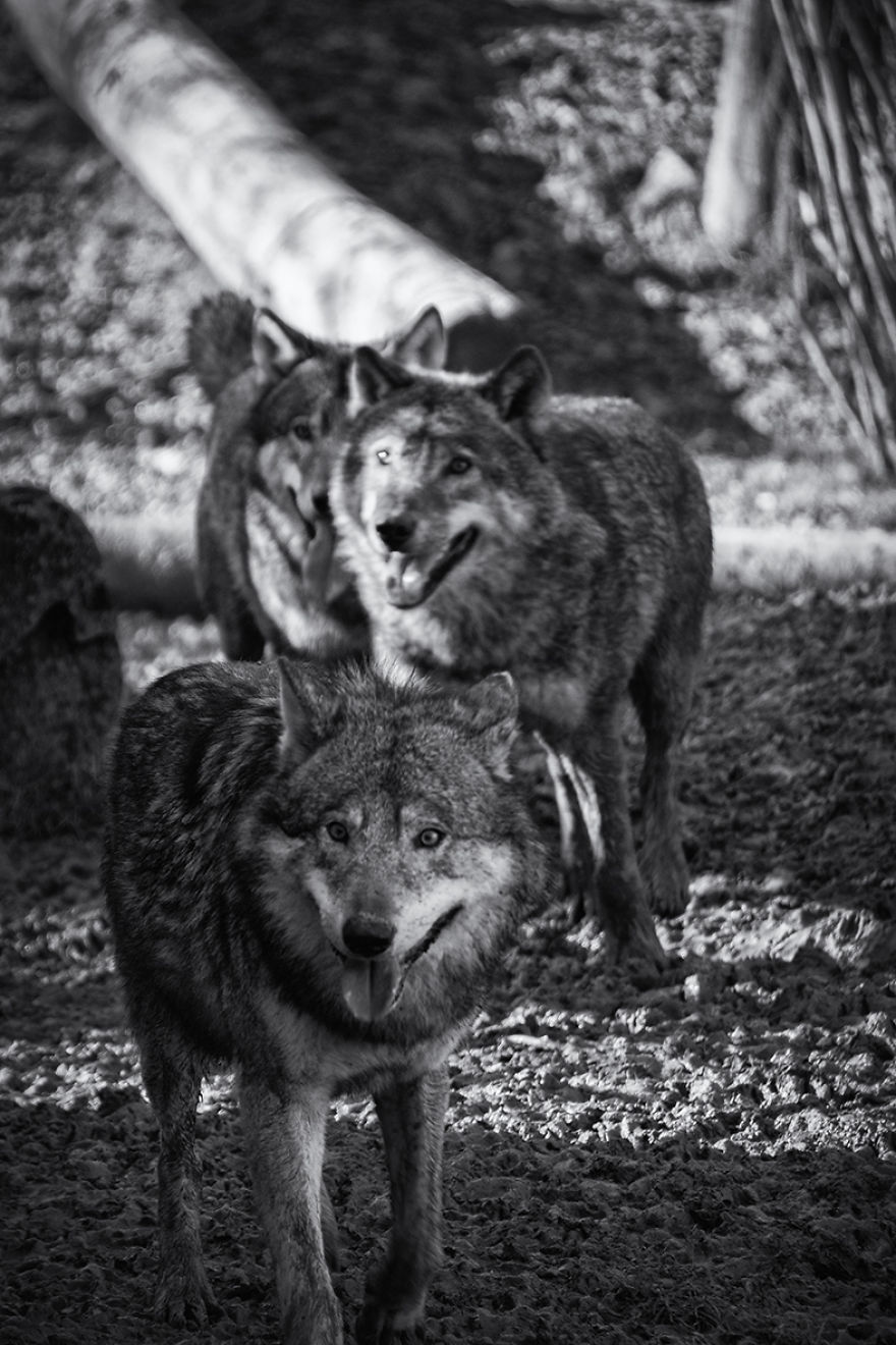 Will The Wolf Survive?
