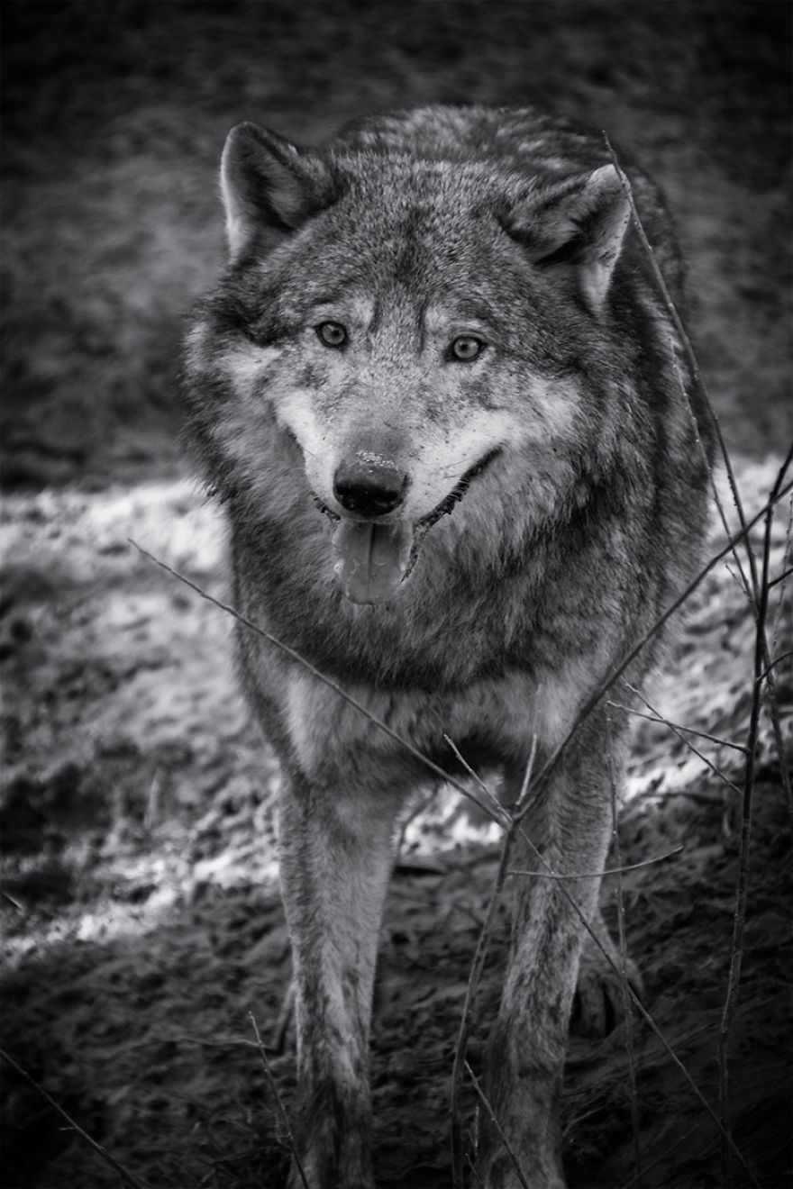 Will The Wolf Survive?