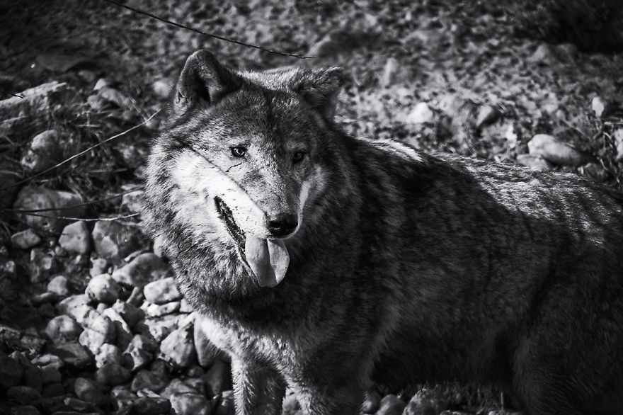 Will The Wolf Survive?